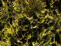 Thuja occidentalis Yellow Ribbon IMG_3831 Żywotnik zachodni